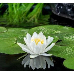 Nymphaeae Gladstoniana