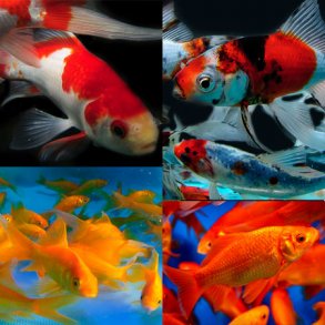 Gullfisk 10-15cm / Alle farger 