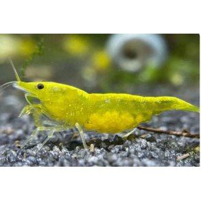 Reker / Neocaridina davidi / Yellow Neon Stripe
