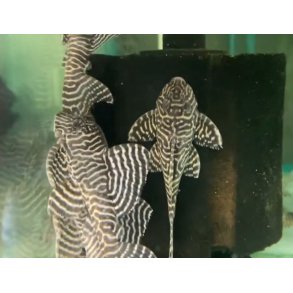 Akvariefisk / Malle Tiger Pleco 3,5-4cm / L66 Tiger Pleco