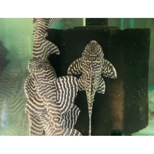 Akvariefisk / Malle Tiger Pleco 3,5-4cm / L66 Tiger Pleco