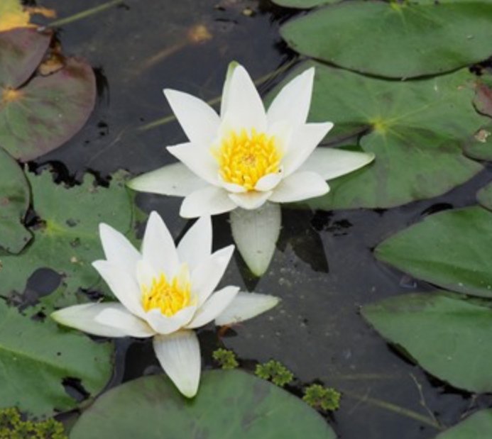 Vannlilje Nymphaea Tetragona  / mini  20-40cm 