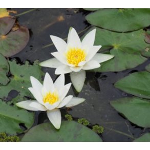 Nymphaea Tetragona  / mini  20-40cm 