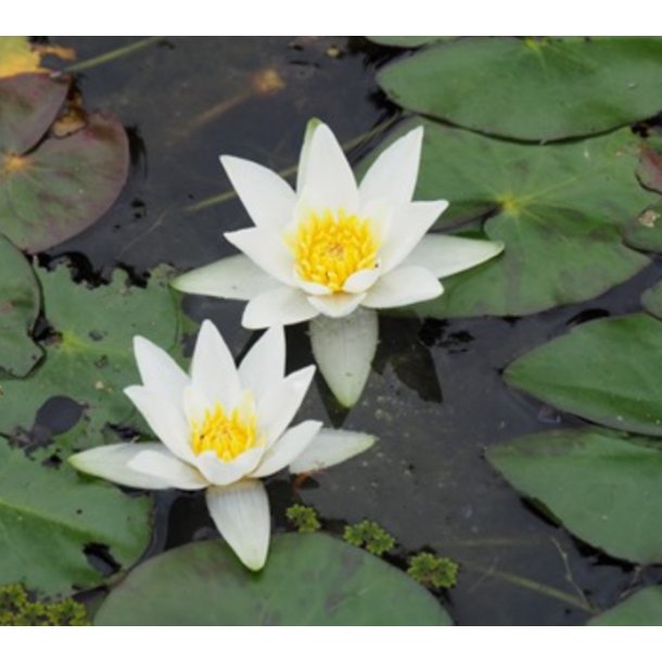 Nymphaea Tetragona  / mini  20-40cm 