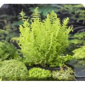 Thelypteris palustris / bregne 