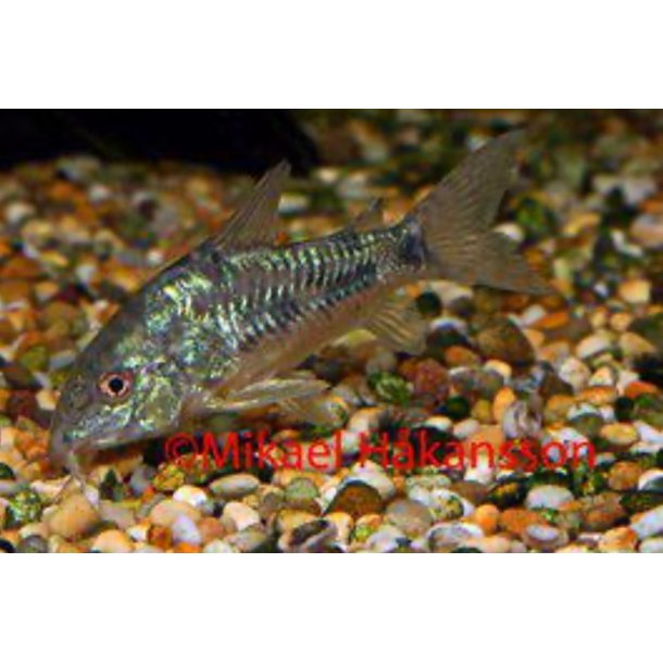 Corydoras Art / Flekket pansermalle 3-4cm /  Corydoras paleatus