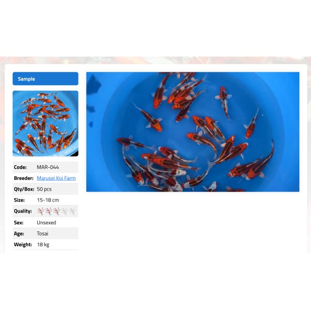 Marusei Koi Farm Tosai Kujaku 15 18 cm