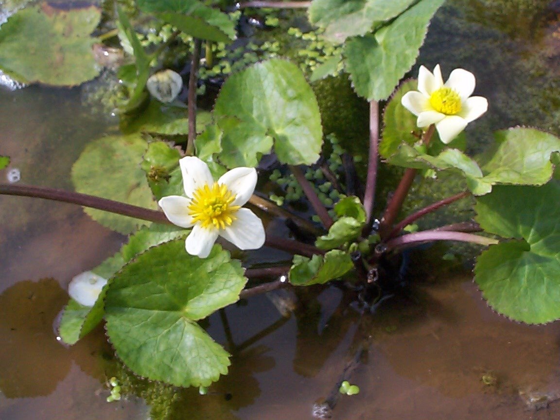 Hvit bekkeblom (Caltha palustris Alba)