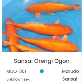 Marudo / Orengi Ogon 3ringer +- 60cm 