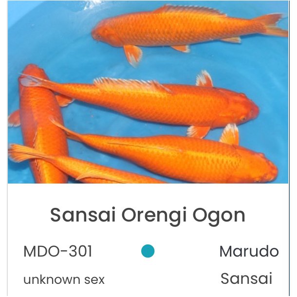 Marudo / Orengi Ogon 3ringer +- 60cm 