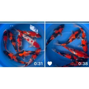 Hndplukket i Japan 12  stk hos Marusei  3 ringer / 45-55