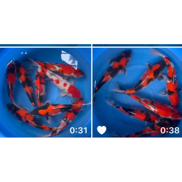 Hndplukket i Japan 12  stk hos Marusei  3 ringer / 45-55