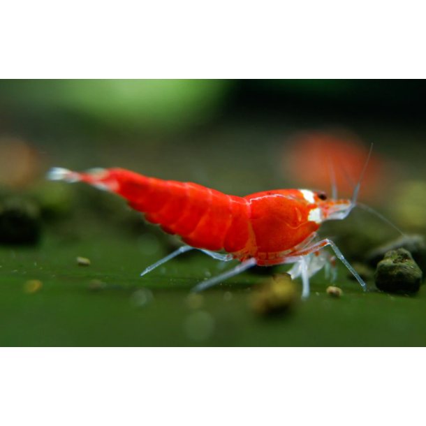 Reker /  Caridina / Super Crystal Red Extreme 