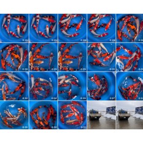 Hndplukket i Japan 120 stk hos Marusei  2 ringer / 35-45