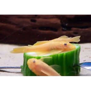 Akvariefisk / Ansistrus malle gul 3-4cm  / Ansistrus L144 