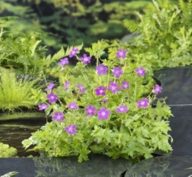 Kantplante Geranium palustre