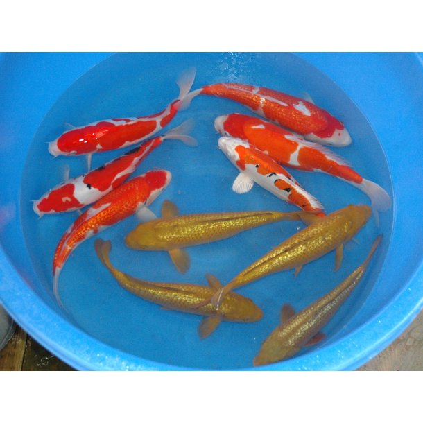 Hndplukket i Japan hos Marusaka koifarm 30-40cm 