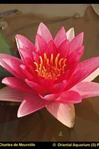 Vannlilje Nymphaeae Charles De Meurville
