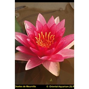 Nymphaeae Charles De Meurville