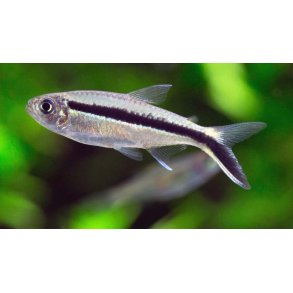 Tetra Art / Vinkeltetra 2,5-3,5cm / Thayeria boehlkei 