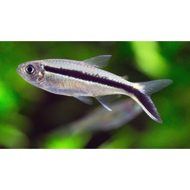 Tetra Art / Vinkeltetra 2,5-3,5cm / Thayeria boehlkei 