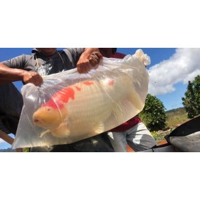 Transport KOI BAG 170X70 cm / 0,1 + 2 Syltestrikk 