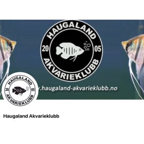 Haugaland Akvarieklubb / Auksjon i siste del av August . 
