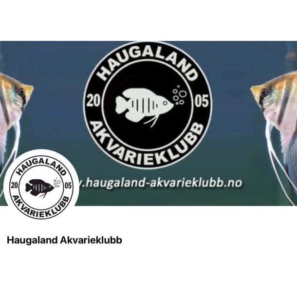 Haugaland Akvarieklubb / Auksjon i siste del av August . 