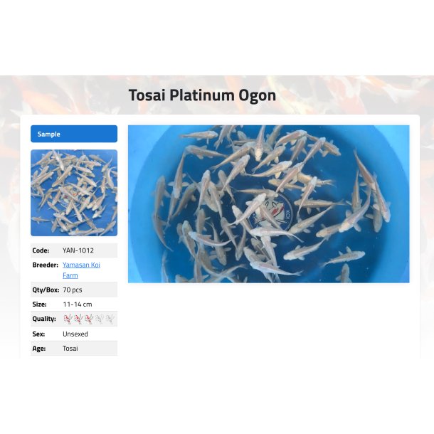 Tosai Platinum Ogon 11-14 cm