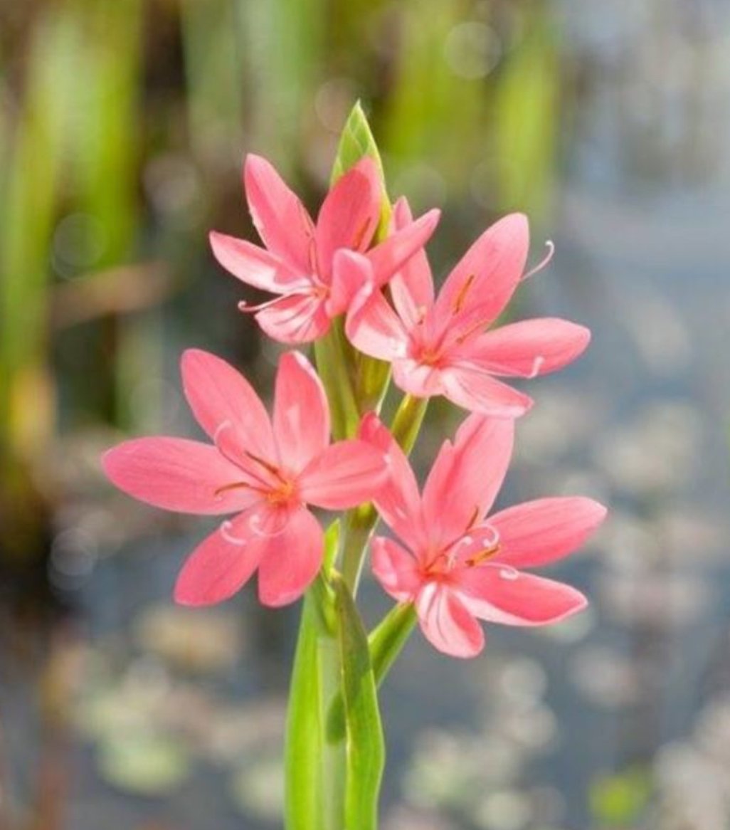 Rosa Kafferlilje (Schizostylis coccinea Mrs Hegarty)
