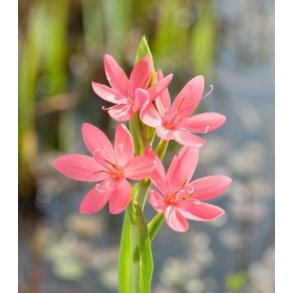 Rosa Kafferlilje (Schizostylis coccinea Mrs Hegarty)