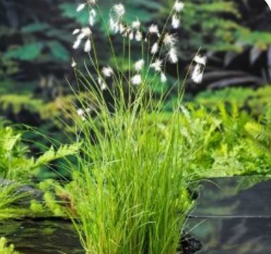 Vannplante Eriophorum angustifolium ( myrull ) 