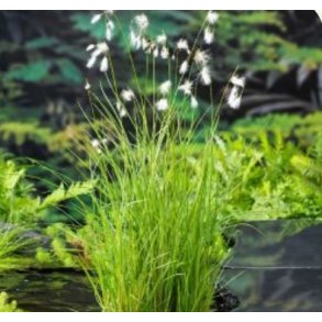 Eriophorum angustifolium ( myrull ) 