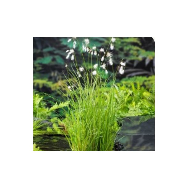 Eriophorum angustifolium ( myrull ) 
