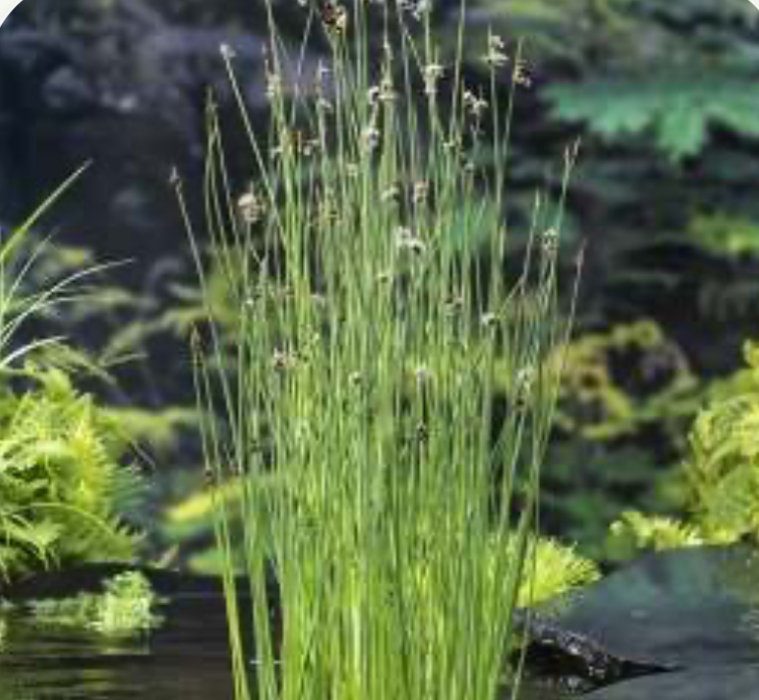 Sumpplante siv  / Schoenoplectus lacustris