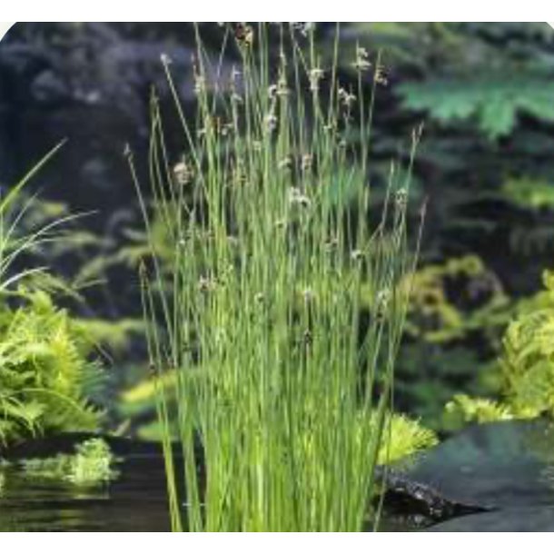 Scirpus / Schoenoplectus lacustris