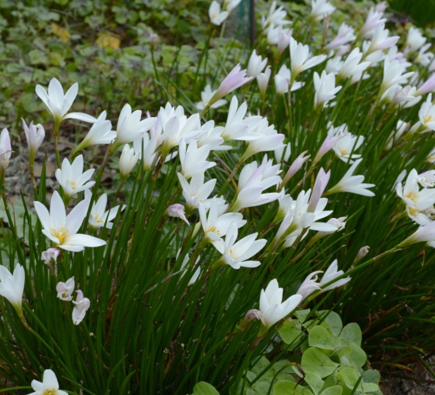 Kantplante Zephyranthes candida