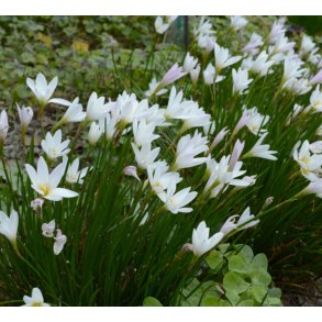 Kantplante Zephyranthes candida