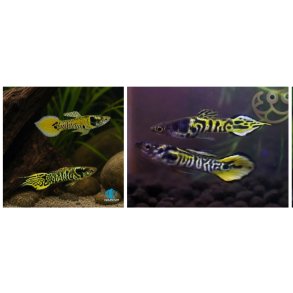 Akvariefisk / Guppy / Tiger Endlers  2-3,5cm  / Poecilia wingei