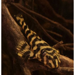 Malle / L-052 / Dekeyseria picta 5-6cm ( Vilt fanget i Amazonas vr 2025 ) 