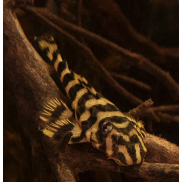 Malle / L-052 / Dekeyseria picta 5-6cm ( Vilt fanget i Amazonas vr 2025 ) 