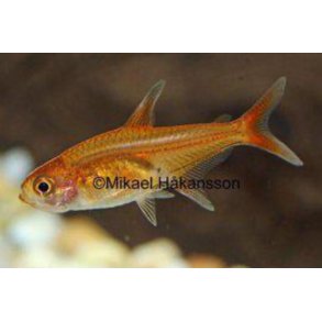 Tetra Art / Ildtetra 2-3cm  /  Hyphessobrycon amandae