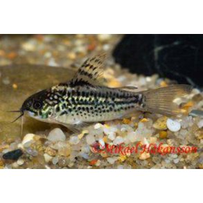 Corydoras Art / Elegant Cory 3-4cm /  Corydoras elegans