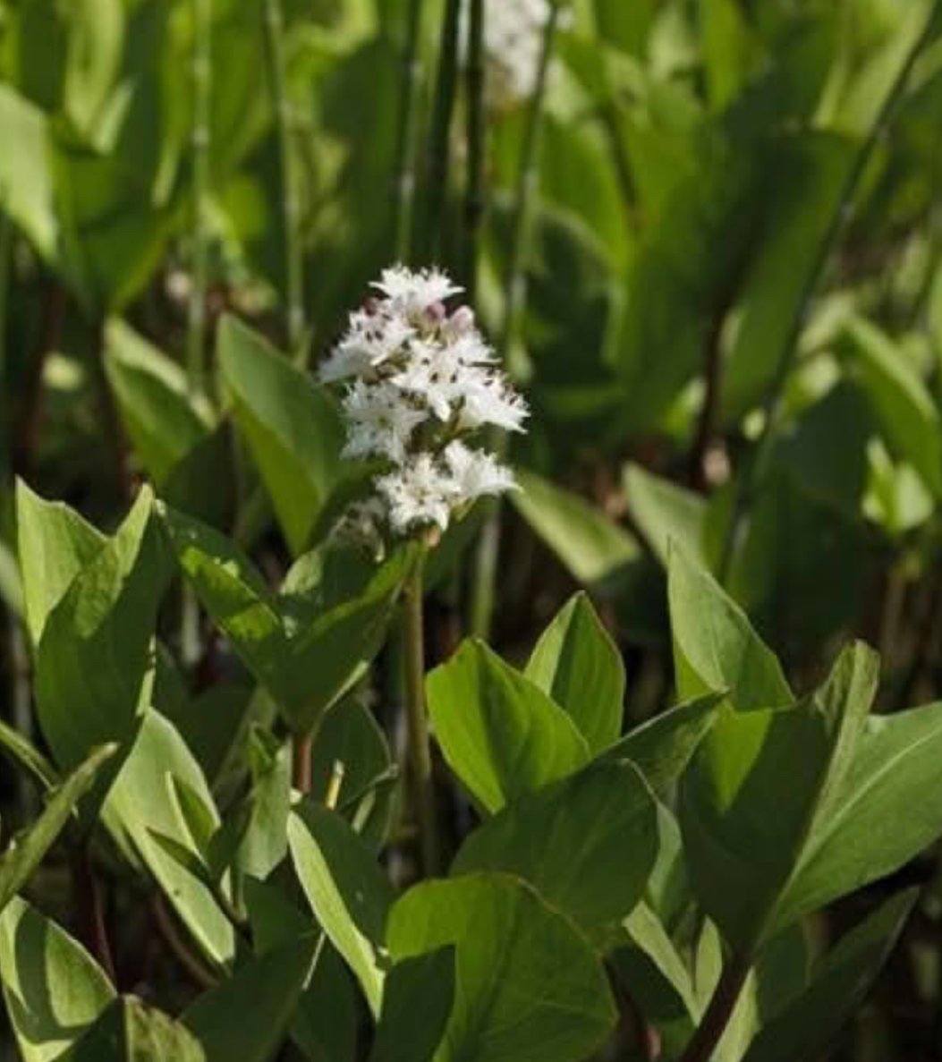 Vannplante Bukkeblad Menyanthes trifoliata