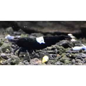 Reker /  Caridina 1,5-2cm / King Kong 