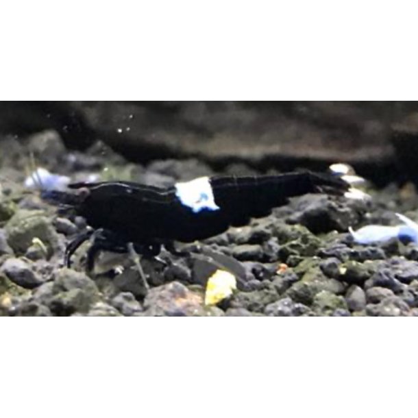 Reker /  Caridina 1,5-2cm / King Kong 