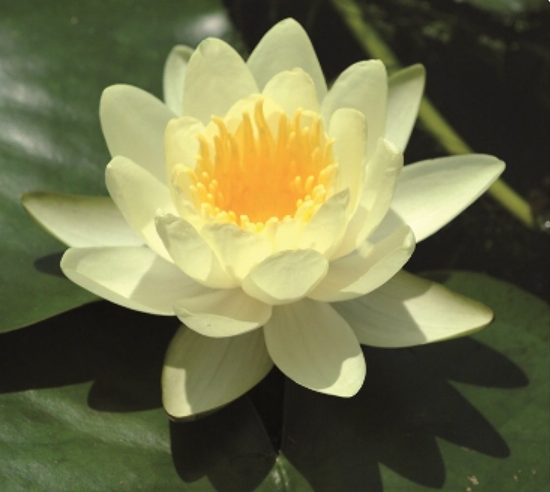 Nymphaeae Marliacea Chromatella