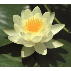 Nymphaeae Marliacea Chromatella