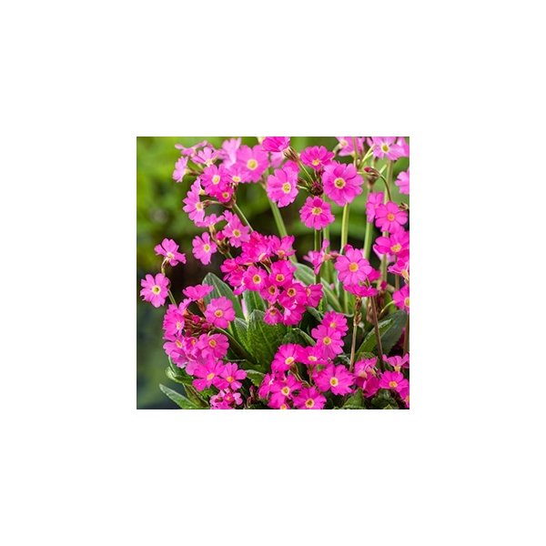 Primula Rosea ( Himalaya Primula ) 