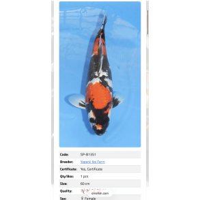 Yagenji koifarm/ Ginrin Showa 60cm / 3�r 